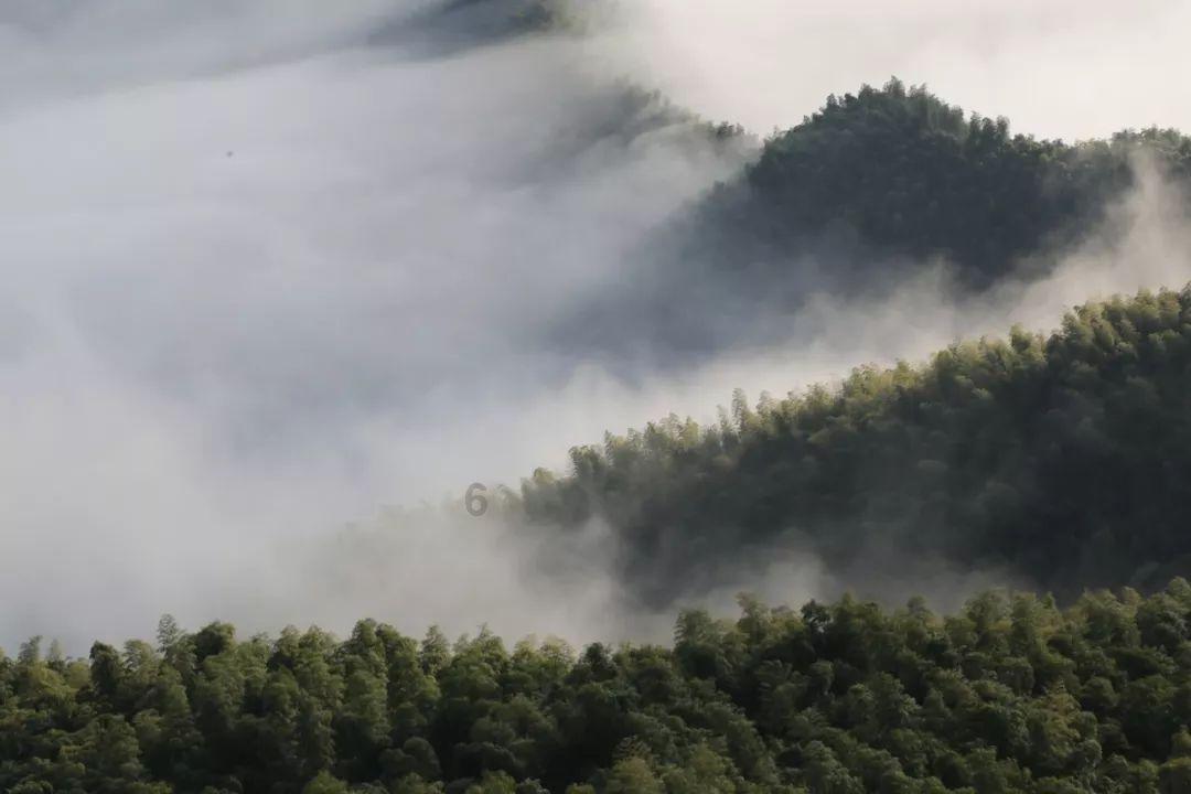 动物帮帮忙保卫家园